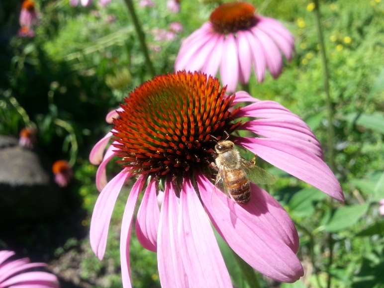 Cone Flower with Honey Bee