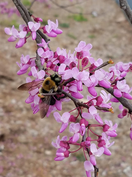 red bud and bees